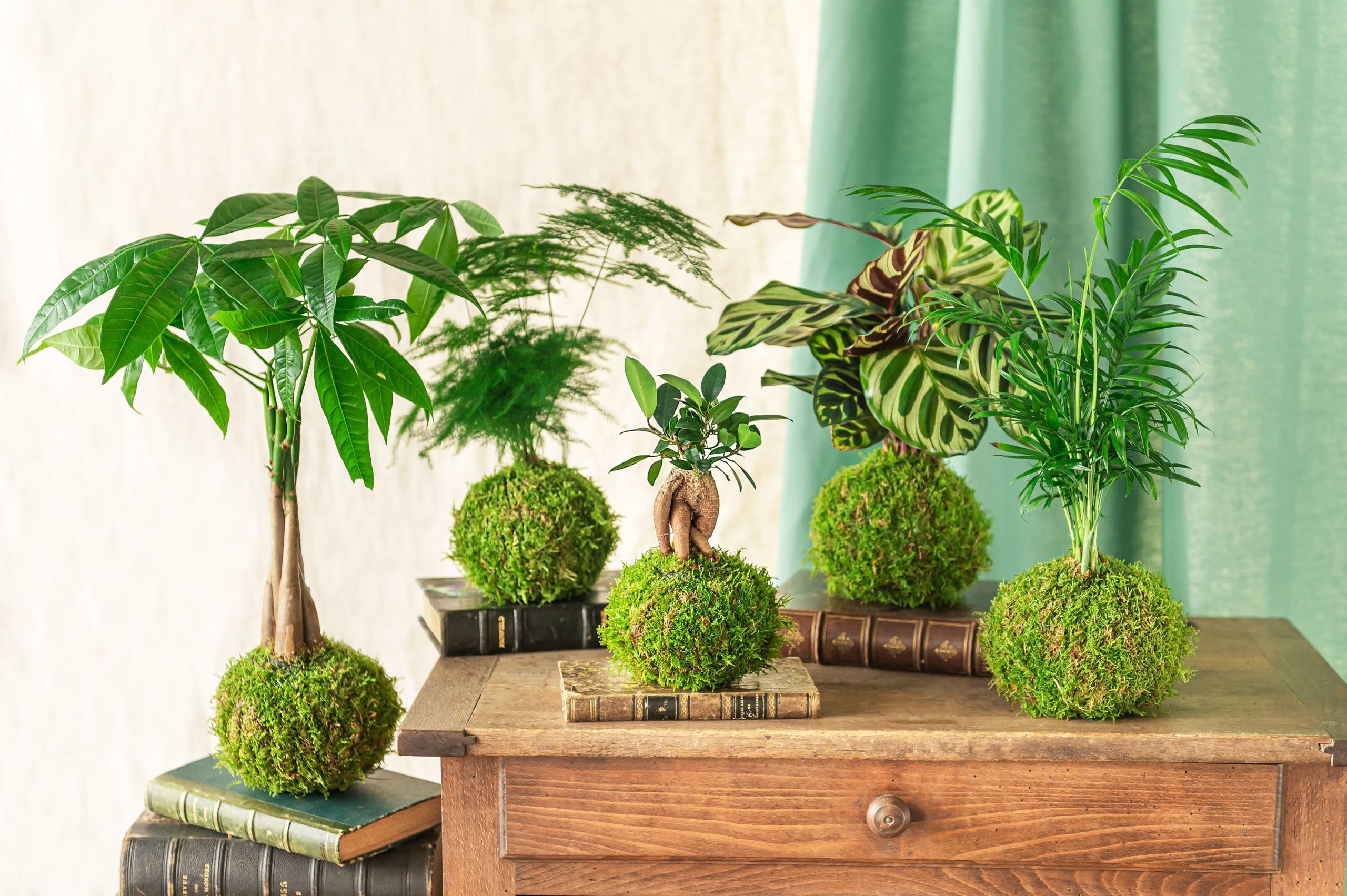 découvrez les meilleures plantes déco à paris 5 pour sublimer votre intérieur. conseils, adresses et astuces pour trouver la plante idéale dans le 5e arrondissement.