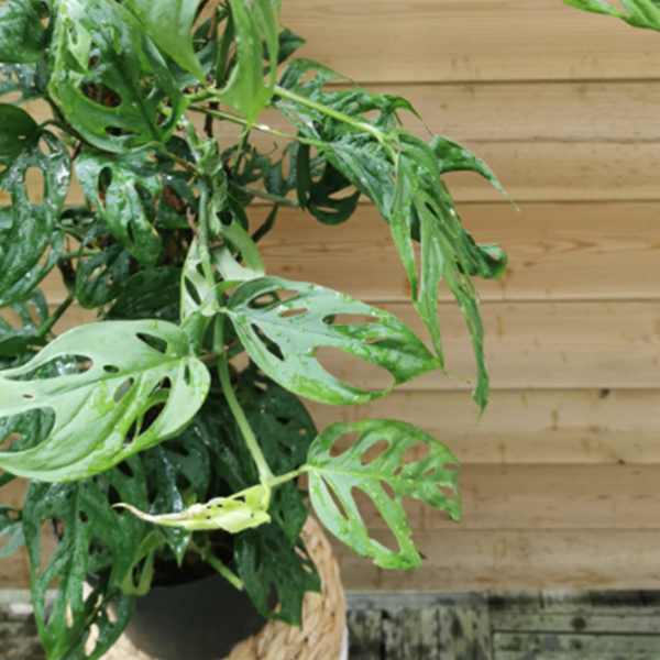 découvrez les plus belles plantes déco à paris 5 : sélection de plantes d'intérieur, conseils d'entretien et idées pour sublimer votre espace avec une touche végétale tendance.