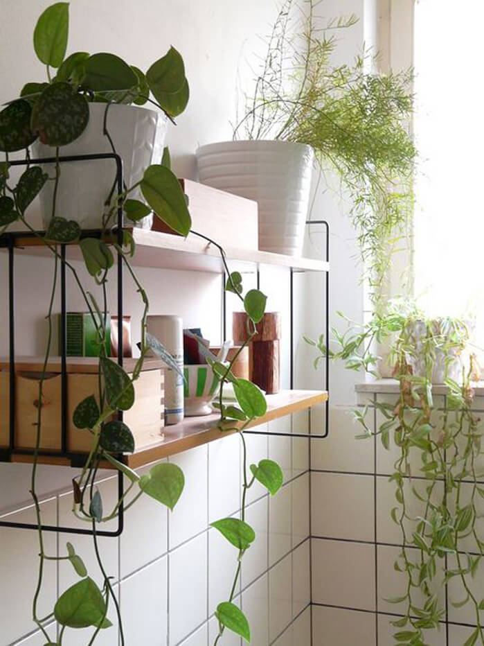 découvrez notre sélection de plantes idéales pour décorer et purifier l’air de votre salle de bain à paris. conseils d'entretien et idées déco pour un espace vert et tendance !