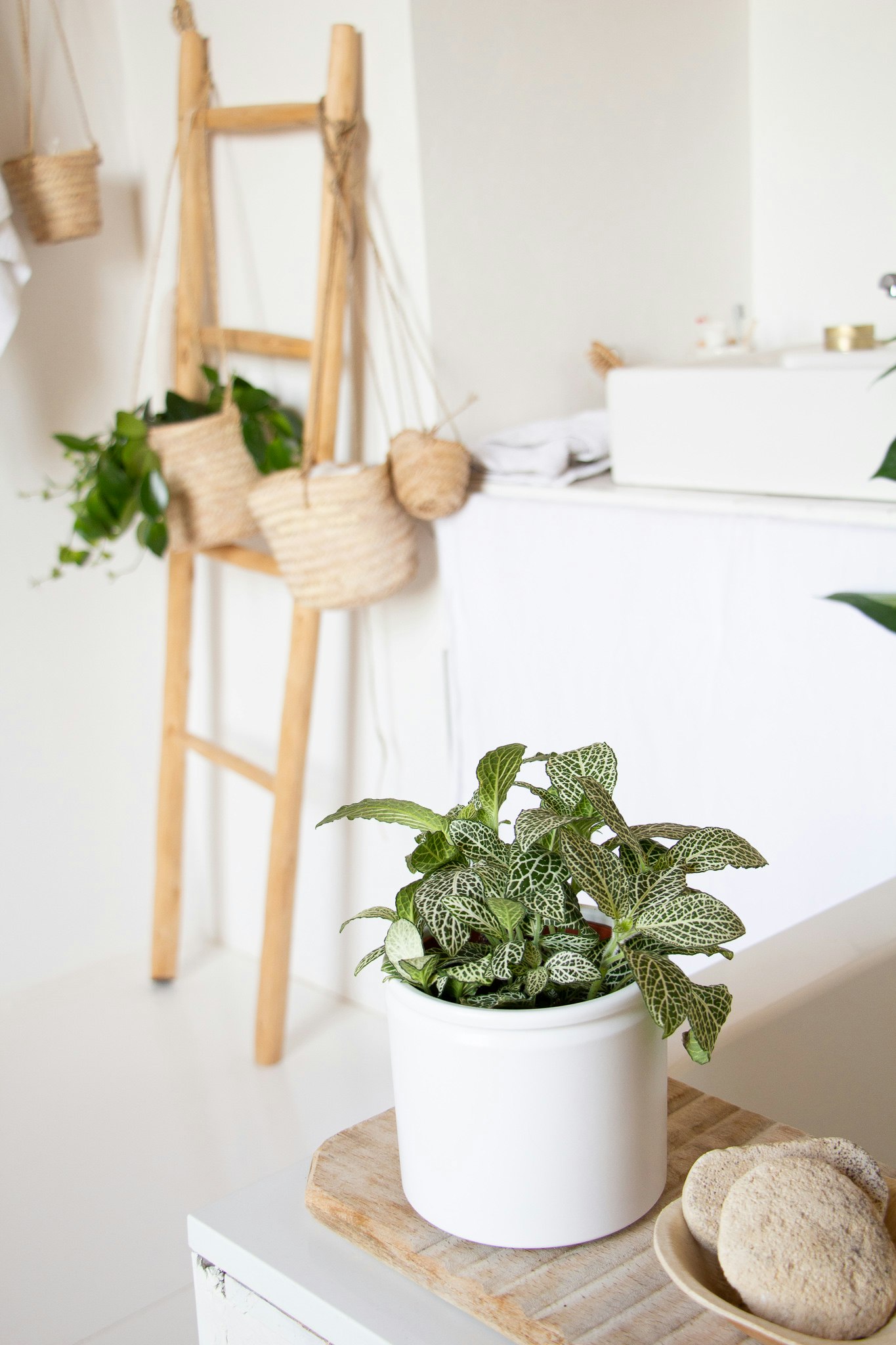 découvrez les meilleures plantes pour salle de bain à paris : conseils d’entretien, idées déco et sélection de plantes qui résistent à l’humidité pour sublimer votre intérieur.