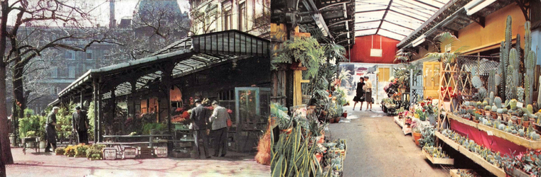 découvrez la métamorphose verte du quai aux fleurs à paris, un projet innovant mêlant nature et urbanisme pour un cadre de vie plus harmonieux et écologique.